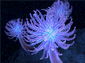 Diapositiva15.GIF