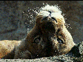 Diapositiva2.GIF