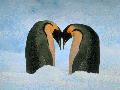 Diapositiva6.GIF