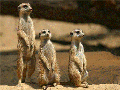 Diapositiva7.GIF